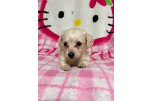 成約済の大分県のミックス犬-62663の3枚目